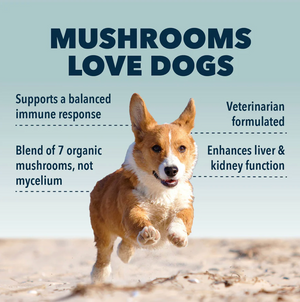 Seven 'Shrooms - Organic Mushroom Mix